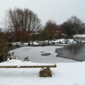 Duck pond covered in snow and ice